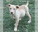 Small #2 Australian Shepherd Mix