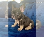 Small #16 French Bulldog