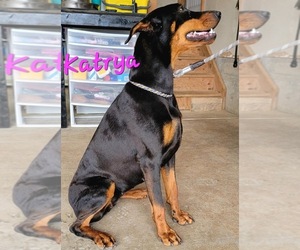 Mother of the Doberman Pinscher puppies born on 04/28/2025