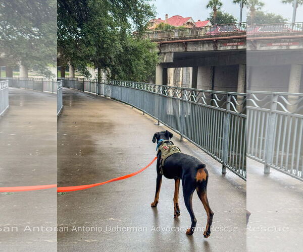 Medium Photo #2 Doberman Pinscher Puppy For Sale in Devine, TX, USA
