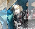 Small #2 Australian Shepherd