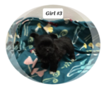 Puppy Girl 3 Morkie