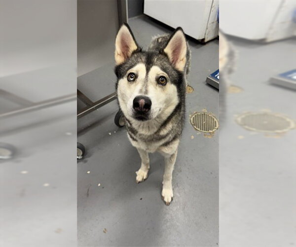 Medium Photo #1 Siberian Husky Puppy For Sale in Peoria, IL, USA