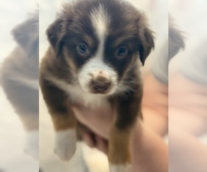 Australian Shepherd Puppy for sale in WEBSTER, FL, USA