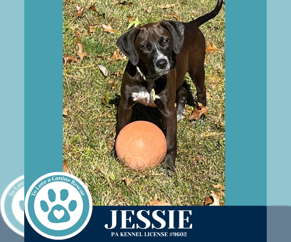 Medium Photo #6 Labrador Retriever-Unknown Mix Puppy For Sale in Kimberton, PA, USA