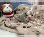 Small #6 English Bulldog
