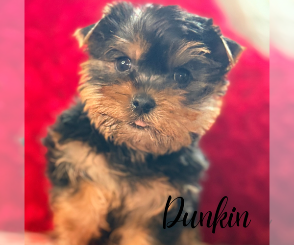 Medium Photo #5 Yorkshire Terrier Puppy For Sale in ADDISON, IL, USA