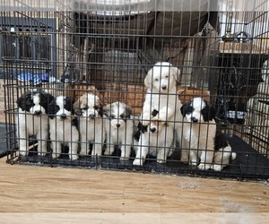 Saint Berdoodle Puppy for sale in EARLY, TX, USA
