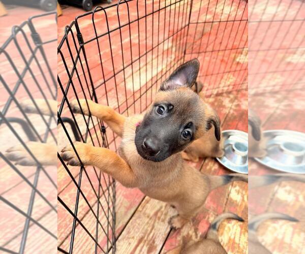 Medium Photo #2 Belgian Malinois Puppy For Sale in ENGLEWOOD, CO, USA