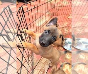 Medium Belgian Malinois