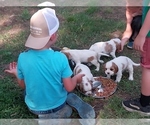 Small Photo #13 Cavalier King Charles Spaniel Puppy For Sale in STILWELL, OK, USA