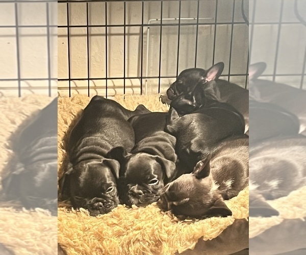 Medium Photo #1 French Bulldog Puppy For Sale in CLARKS SUMMIT, PA, USA