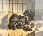 Small Photo #1 French Bulldog Puppy For Sale in CLARKS SUMMIT, PA, USA