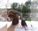 Puppy 7 Basset Hound