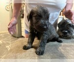 Small #2 Schnauzer (Giant)
