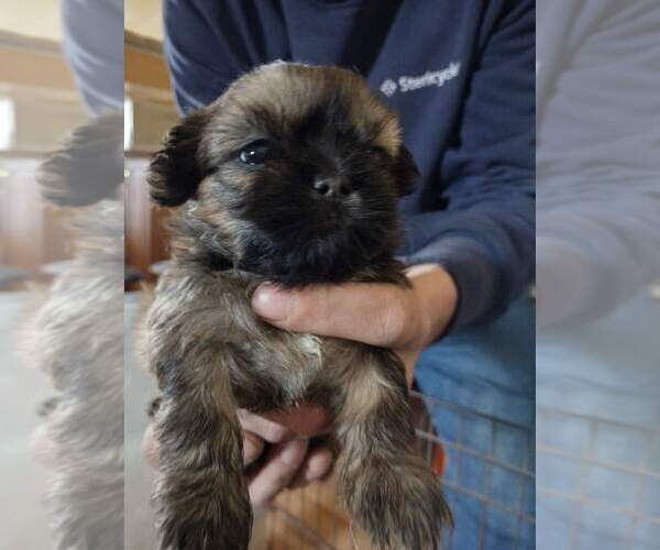 Medium Photo #2 Shih Tzu Puppy For Sale in HOBART, IN, USA