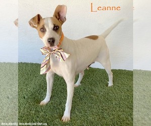 Jack-Rat Terrier Dogs for adoption in San Diego, CA, USA