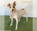 Leanne - Female Jack-Rat Terrier Dog for Adoption - Small photo