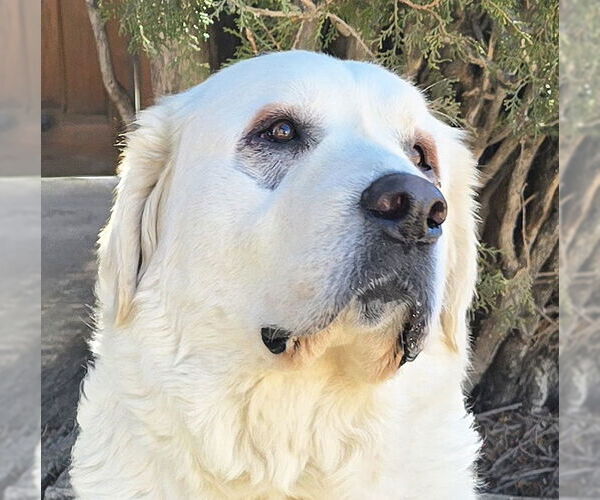 Medium Photo #1 Labrenees Puppy For Sale in Albuquerque, NM, USA