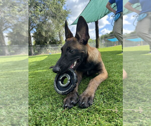 Medium Photo #1 Mutt Puppy For Sale in Imlay City, MI, USA