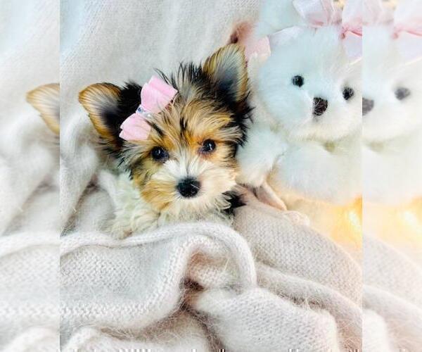 Medium Photo #10 Yorkshire Terrier Puppy For Sale in MIAMI BEACH, FL, USA