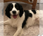 Small Photo #1 English Springer Spaniel Puppy For Sale in LOOKOUT MOUNTAIN, TN, USA