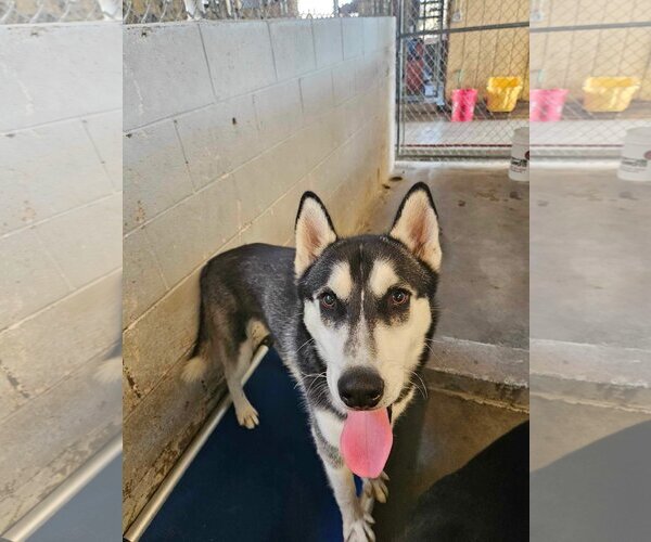 Medium Photo #2 Huskies -Unknown Mix Puppy For Sale in El Centro, CA, USA