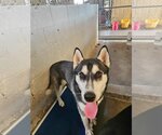 Small Photo #2 Huskies -Unknown Mix Puppy For Sale in El Centro, CA, USA