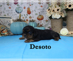 Small Photo #64 Cavalier King Charles Spaniel Puppy For Sale in CHANUTE, KS, USA