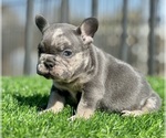 Small #1 French Bulldog