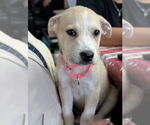 Small #16 Lab-Pointer