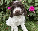 Image preview for Ad Listing. Nickname: Wilma