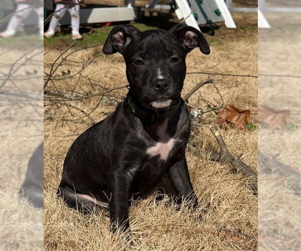 Medium Photo #2 American Pit Bull Terrier-American Staffordshire Terrier Mix Puppy For Sale in Chester, VA, USA