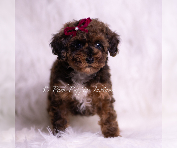 Medium Photo #2 Poodle (Toy) Puppy For Sale in WARSAW, IN, USA