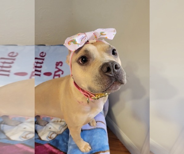 Medium Photo #3 Mutt Puppy For Sale in Rockaway, NJ, USA