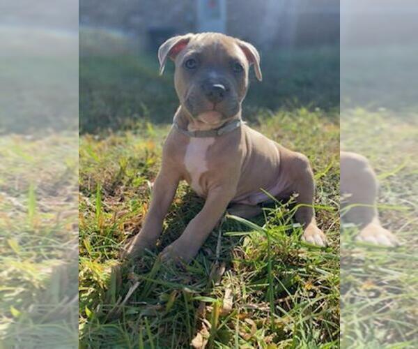 Medium Photo #12 American Pit Bull Terrier Puppy For Sale in ROSSVILLE, GA, USA
