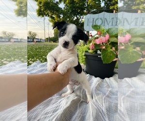 Shorkie Tzu Puppy for sale in COOKEVILLE, TN, USA