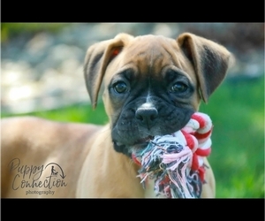 Boxer Puppy for sale in SHIPSHEWANA, IN, USA