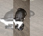 Small #1 Boston Terrier