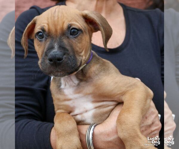 Medium Photo #4 Labrador Retriever-Unknown Mix Puppy For Sale in Washington, DC, USA