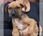 Small #3 Labrador Retriever Mix