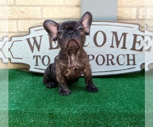 French Bulldog Puppy for sale in CARTHAGE, TX, USA