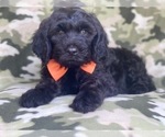 Small Photo #12 Golden Retriever-Goldendoodle Mix Puppy For Sale in LAKELAND, FL, USA