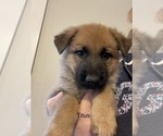 Small Photo #1 German Shepherd Dog Puppy For Sale in ROCK HILL, SC, USA