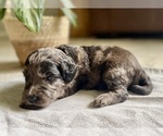 Small #2 Goldendoodle