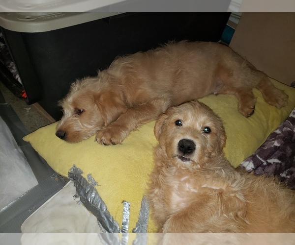 Medium Photo #2 Labradoodle Puppy For Sale in WASHOUGAL, WA, USA