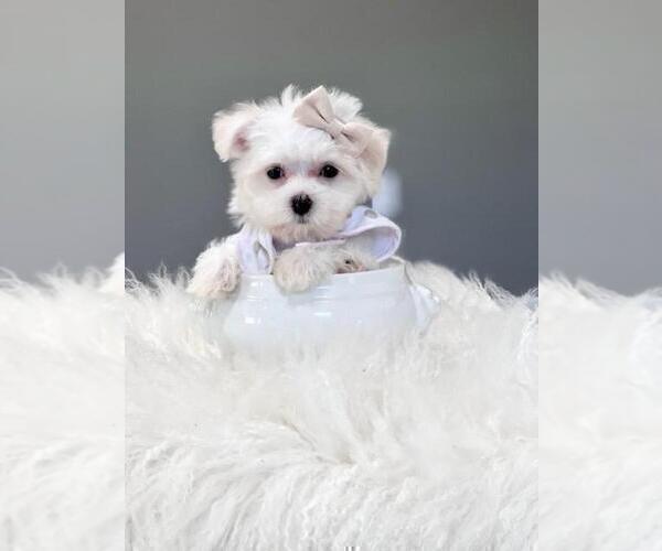 Medium Photo #14 Maltese Puppy For Sale in FORT LAUDERDALE, FL, USA