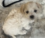Small Photo #7 Maltipoo Puppy For Sale in JASPER, GA, USA