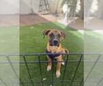 Small #1 Black Mouth Cur Mix