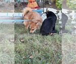 Small Photo #2 Mutt Puppy For Sale in HOPKINSVILLE/PRINCETON, KY, NH, USA